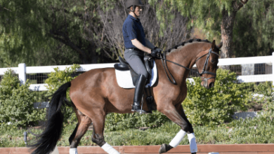 How is dressage scored in competitions?