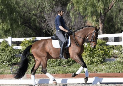 How is dressage scored in competitions?