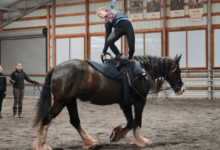 How can I train my horse for cross-country riding?