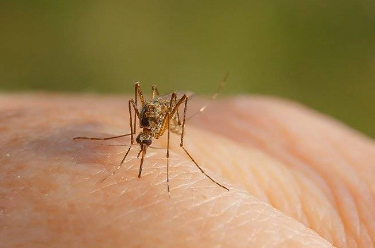 Enjoying A Mosquito-Free Summer In Columbia: DIY Control Techniques