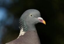 contact background information guide