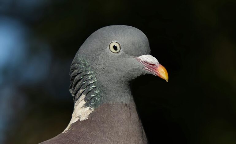 contact background information guide