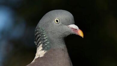 contact information overview guide