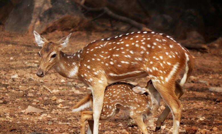 powerbridge connect executive grid