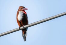 public complaint call behavior