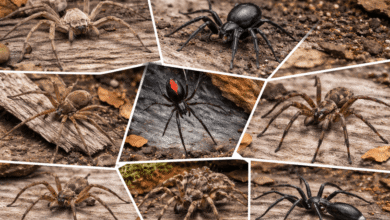 7 Common Spider Species That Require Pest Control Attention in Australia